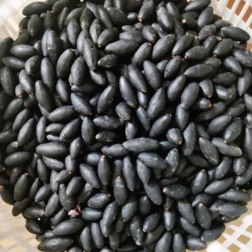 乌油榄