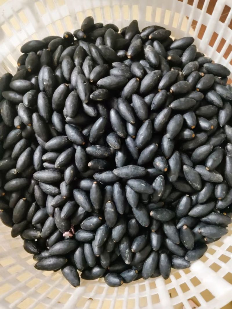 乌油榄
