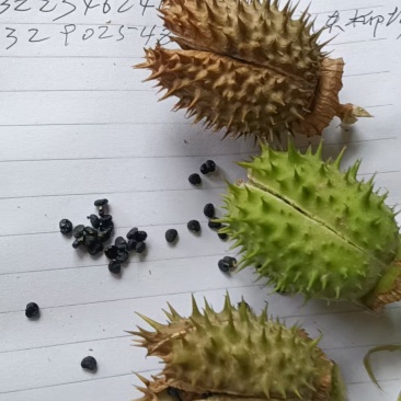 曼陀罗