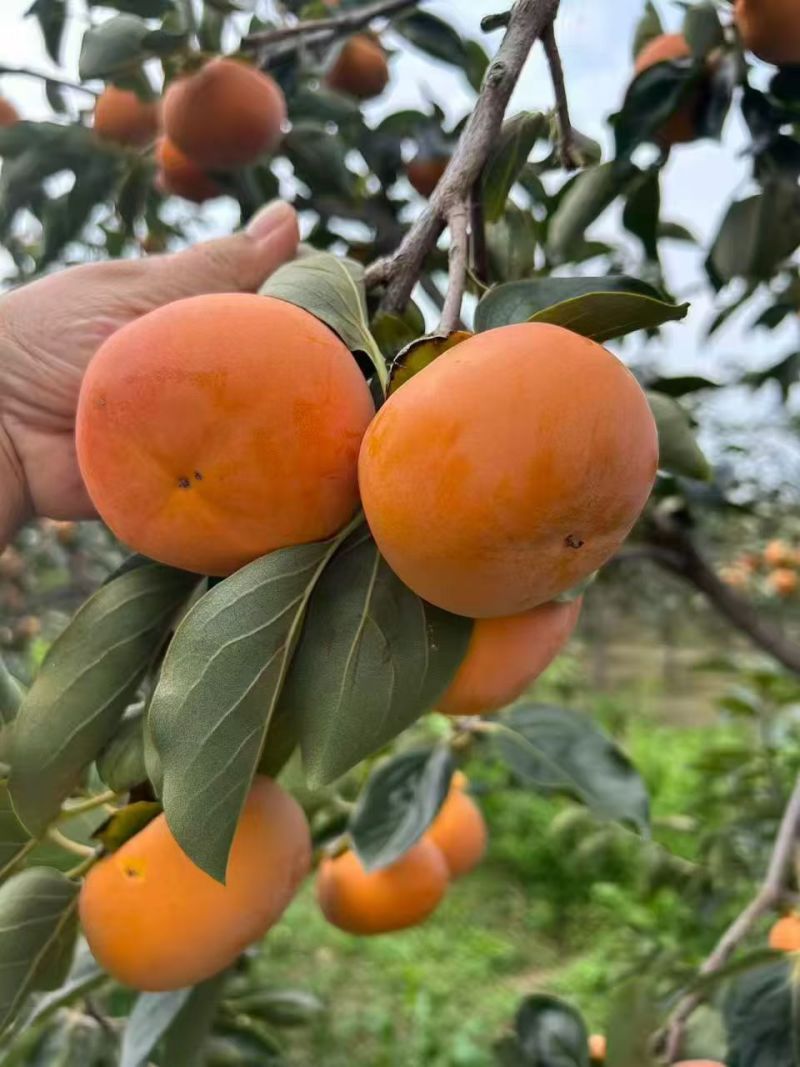 山西阳丰脆柿，大量上市，产地直供，采摘即食，欢迎联系