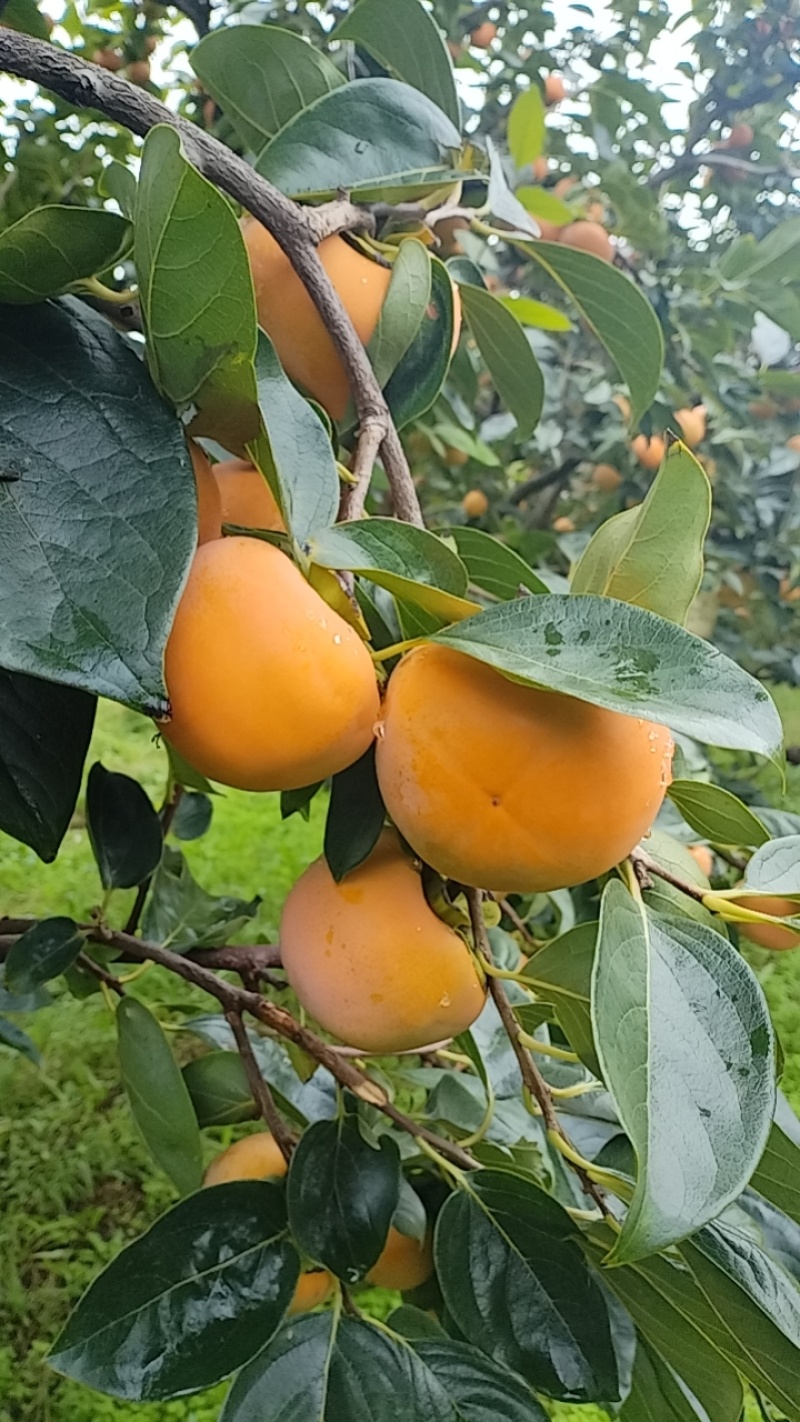 山西阳丰脆柿，大量上市，产地直供，采摘即食，欢迎联系