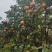 山西阳丰脆柿，大量上市，产地直供，采摘即食，欢迎联系