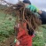 24小时在线服务产地直供新鲜当归营养丰富