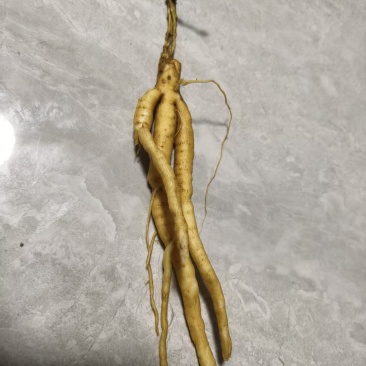银柴胡