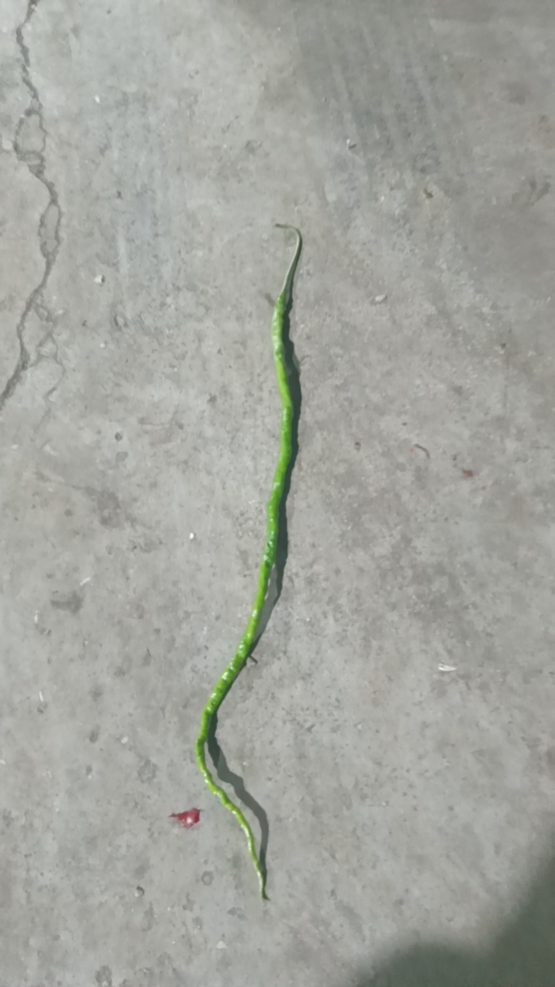 鸡青，红大量有货。