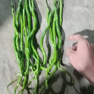 鸡青，红大量有货。