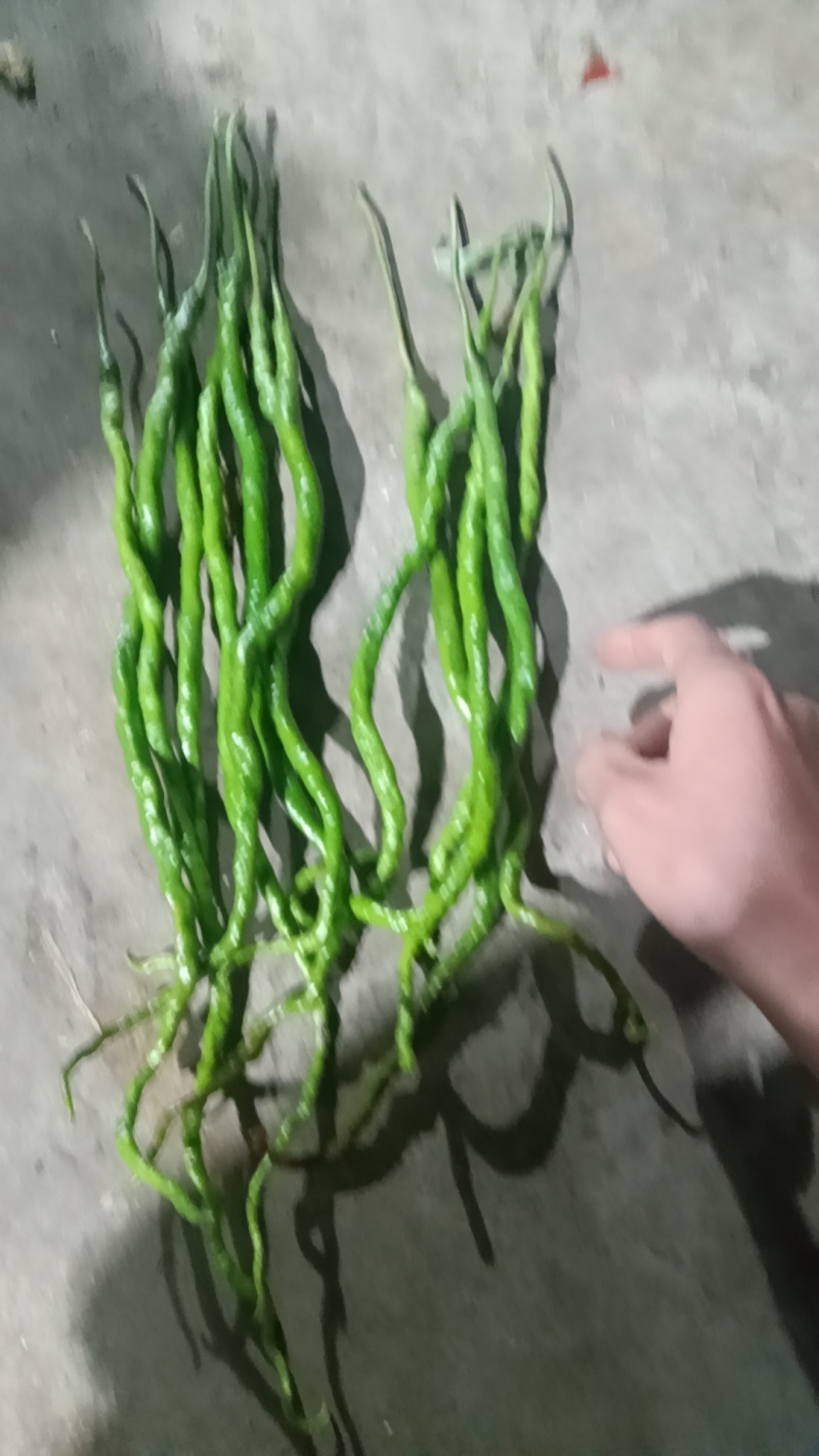 鸡青，红大量有货。