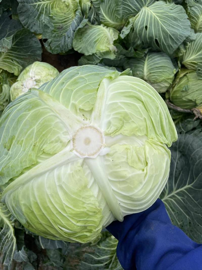 汉源莲花白
