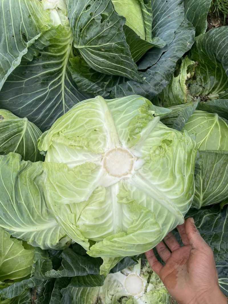 汉源莲花白