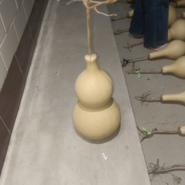 50公分中大号葫芦