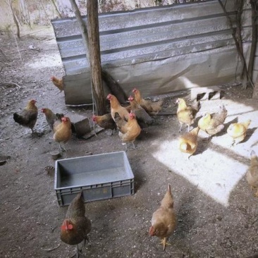 自然放养土鸡，山间奔跑啄食，肉质紧实鲜美，健康美味两不误！