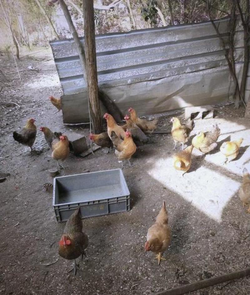 自然放养土鸡，山间奔跑啄食，肉质紧实鲜美，健康美味两不误！