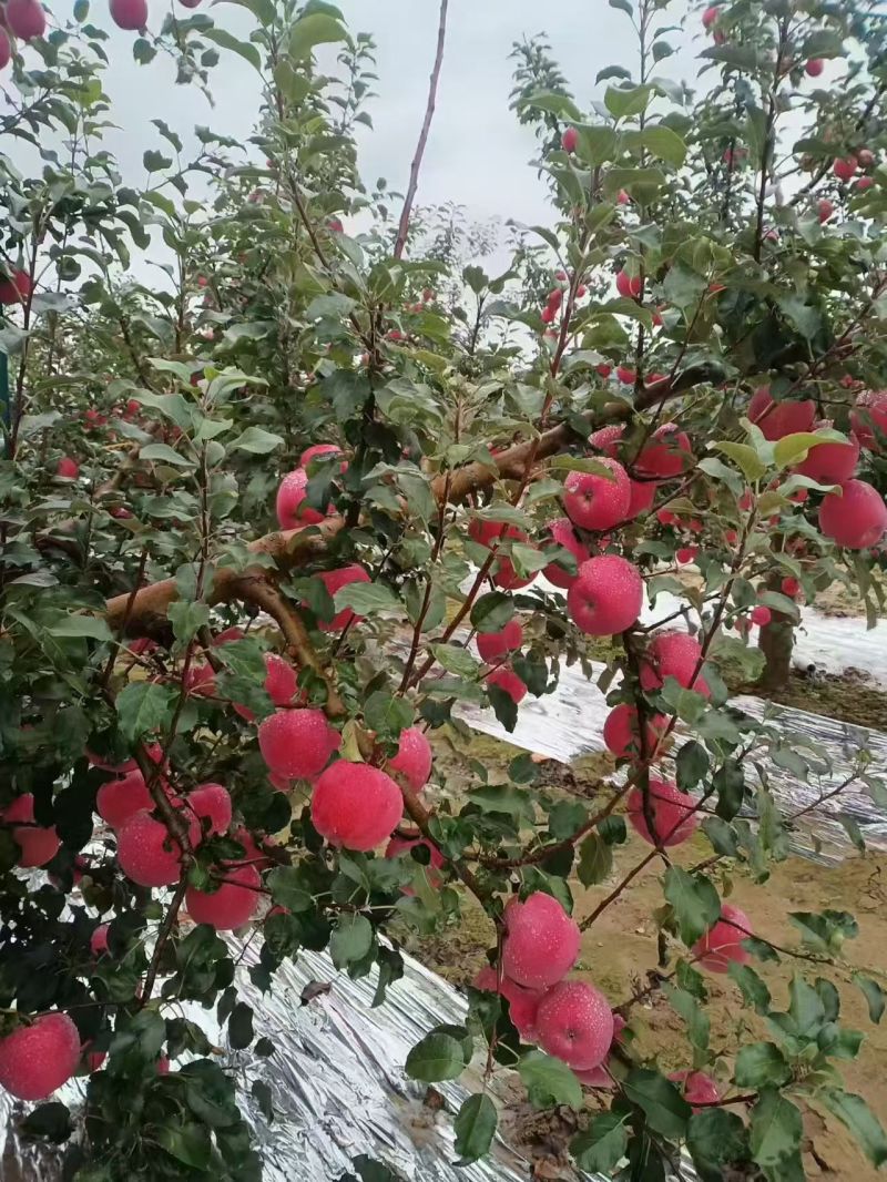 苹果静宁红富士苹果大量有货，口感甜脆，产地直发