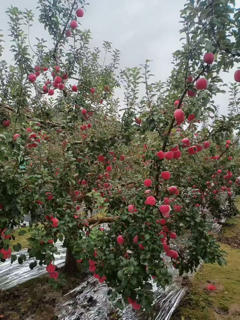 苹果静宁红富士苹果大量有货，口感甜脆，产地直发