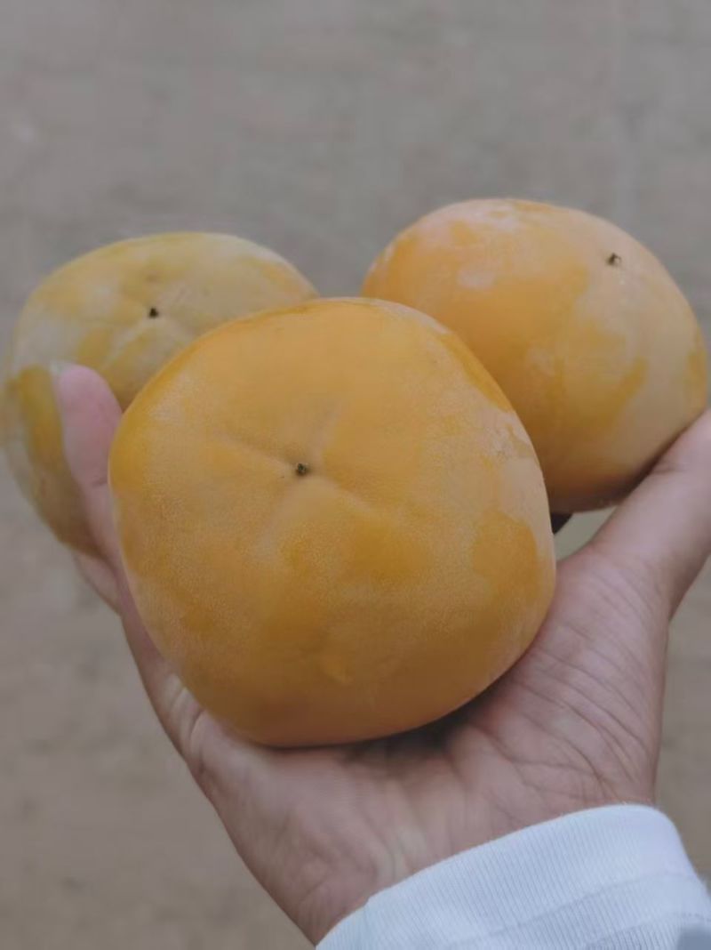 陕西磨盘水果柿子
