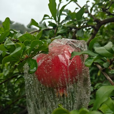西安临潼石榴当季水果
