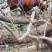 鸡