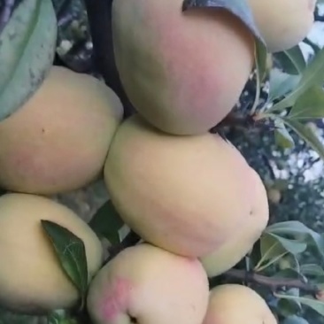 大理洱源红花酸木瓜