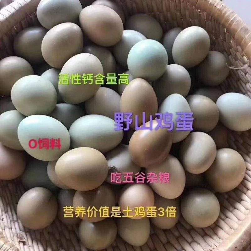 批发山野鸡蛋