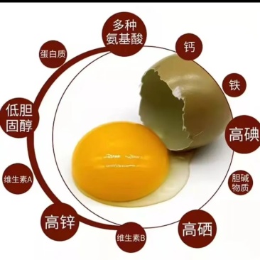 批发山野鸡蛋