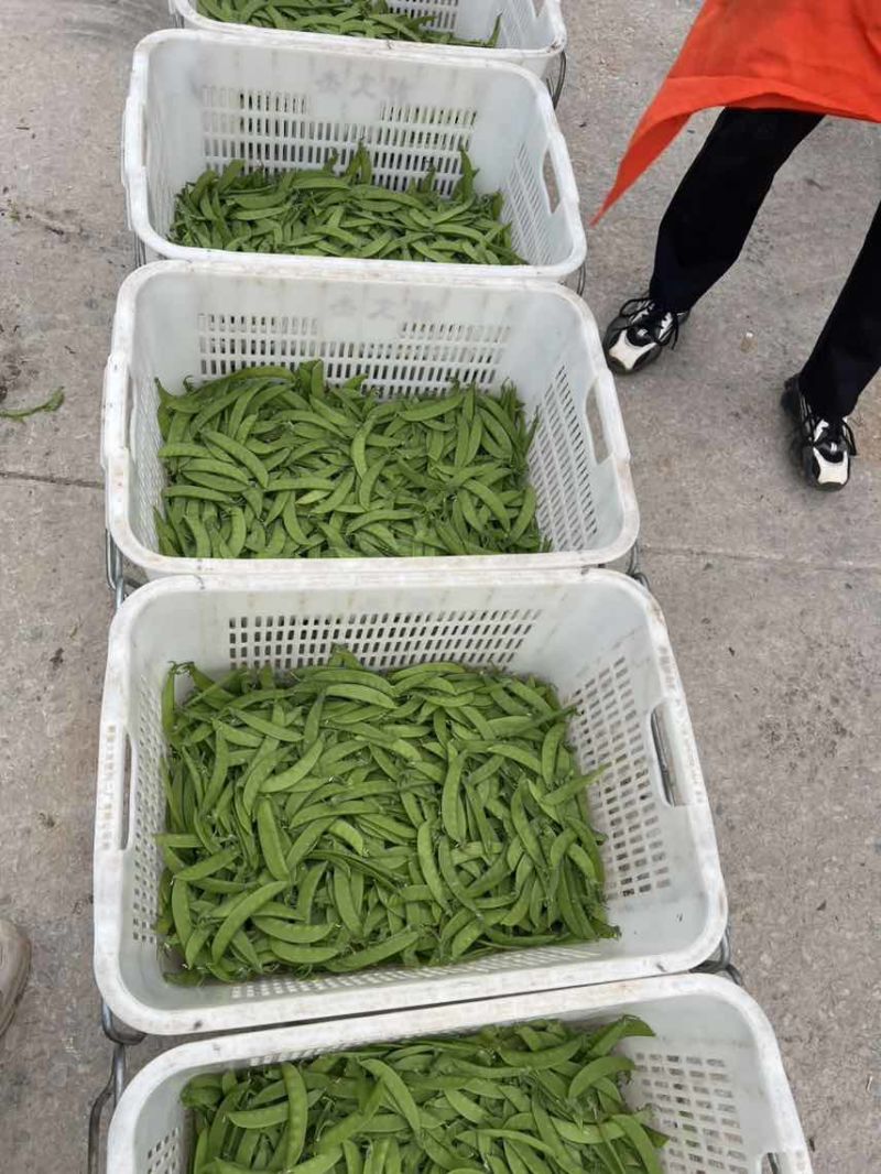 全年供应一手价格费用最低品质保证货到付款