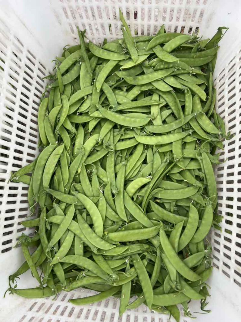 全年供应一手价格费用最低品质保证货到付款