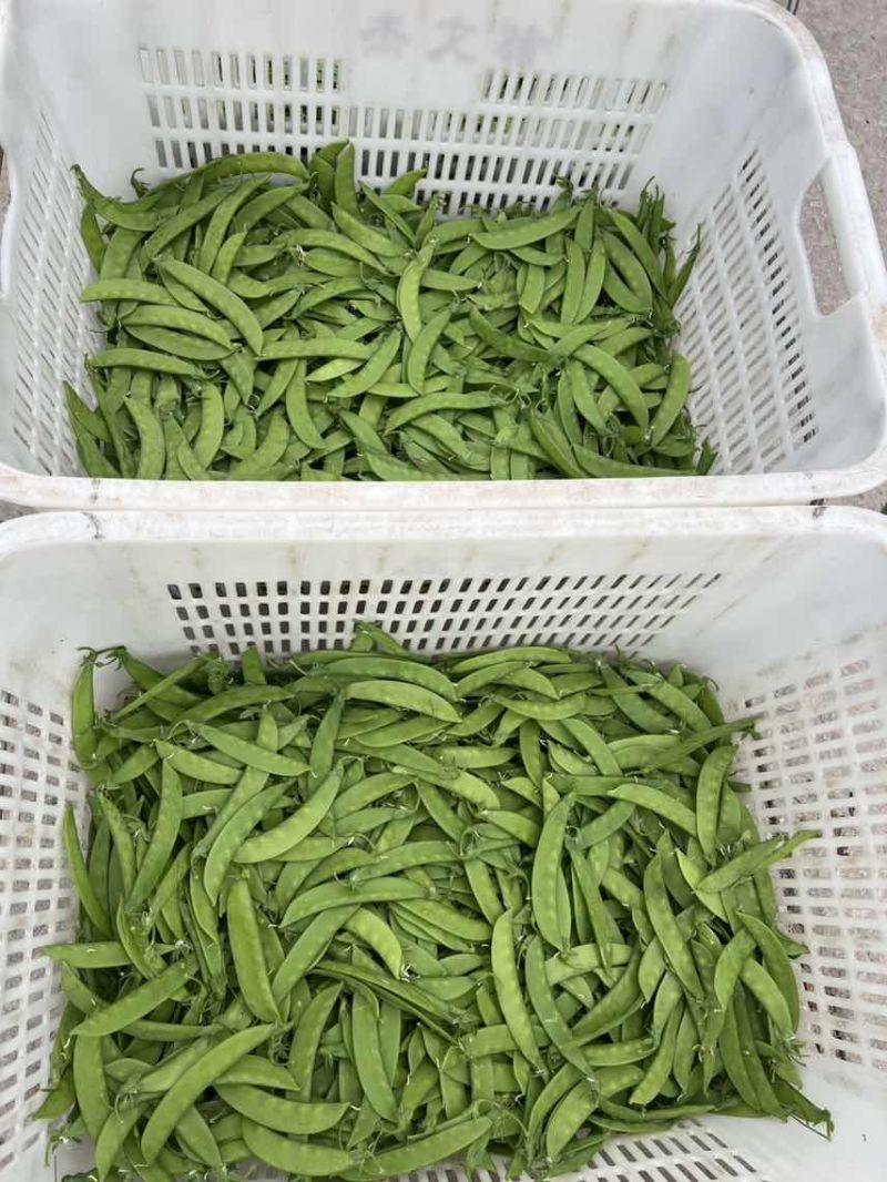 全年供应一手价格费用最低品质保证货到付款