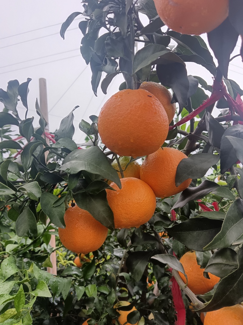 爱媛果冻橙
