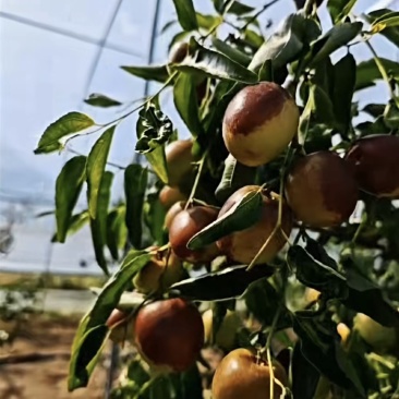 冬枣