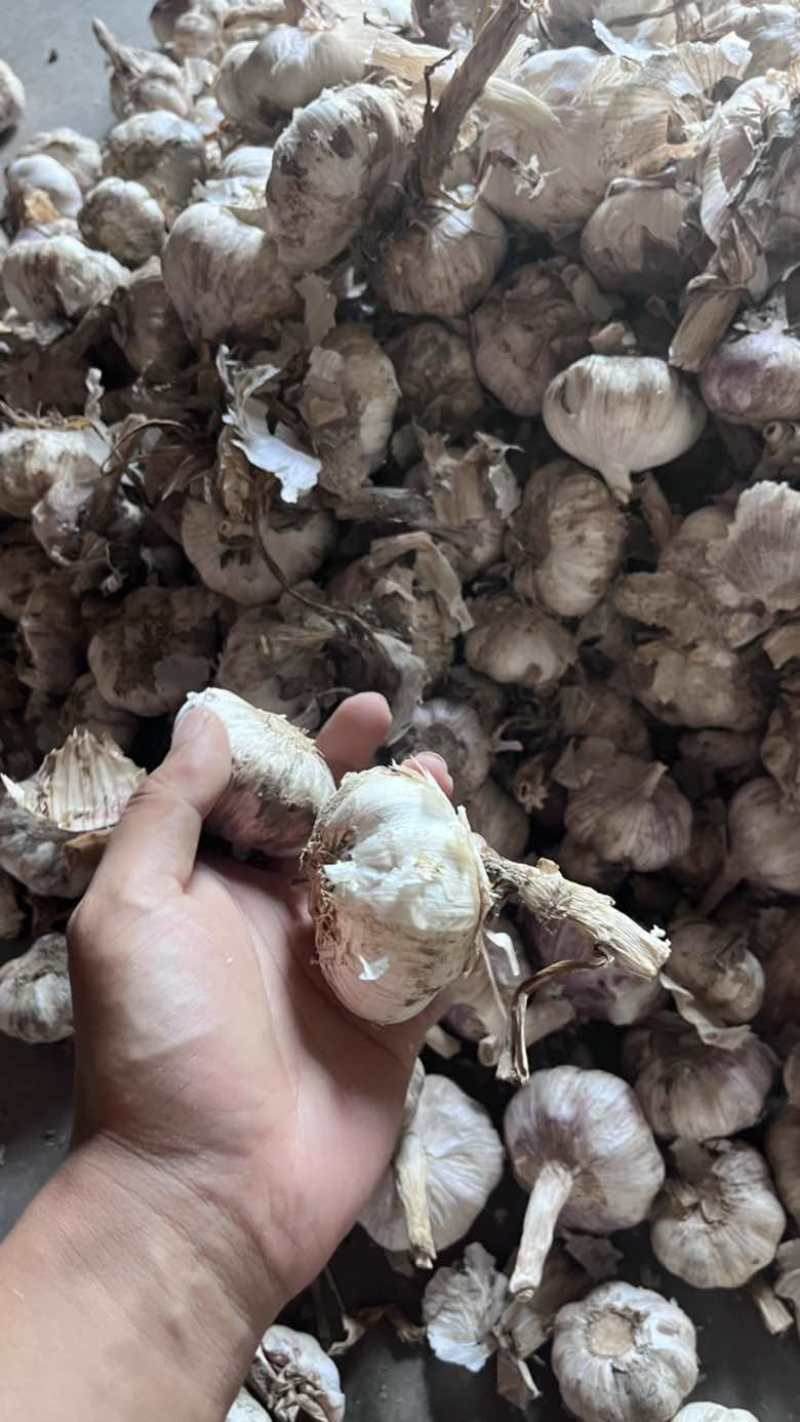 大青稞大蒜
