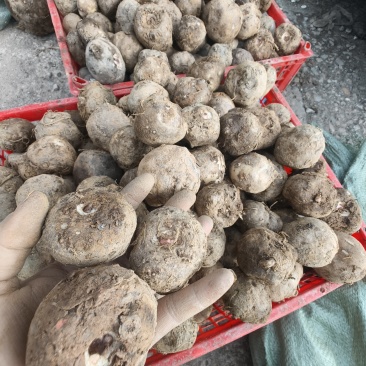 魔芋种子，