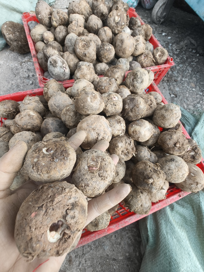 魔芋种子，