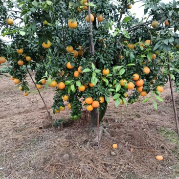 爱媛果冻橙