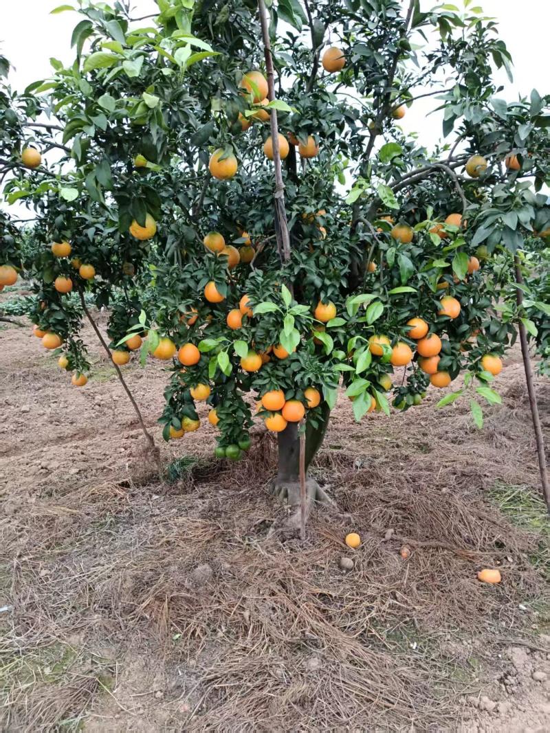 爱媛果冻橙