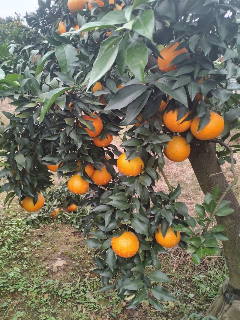 爱媛果冻橙