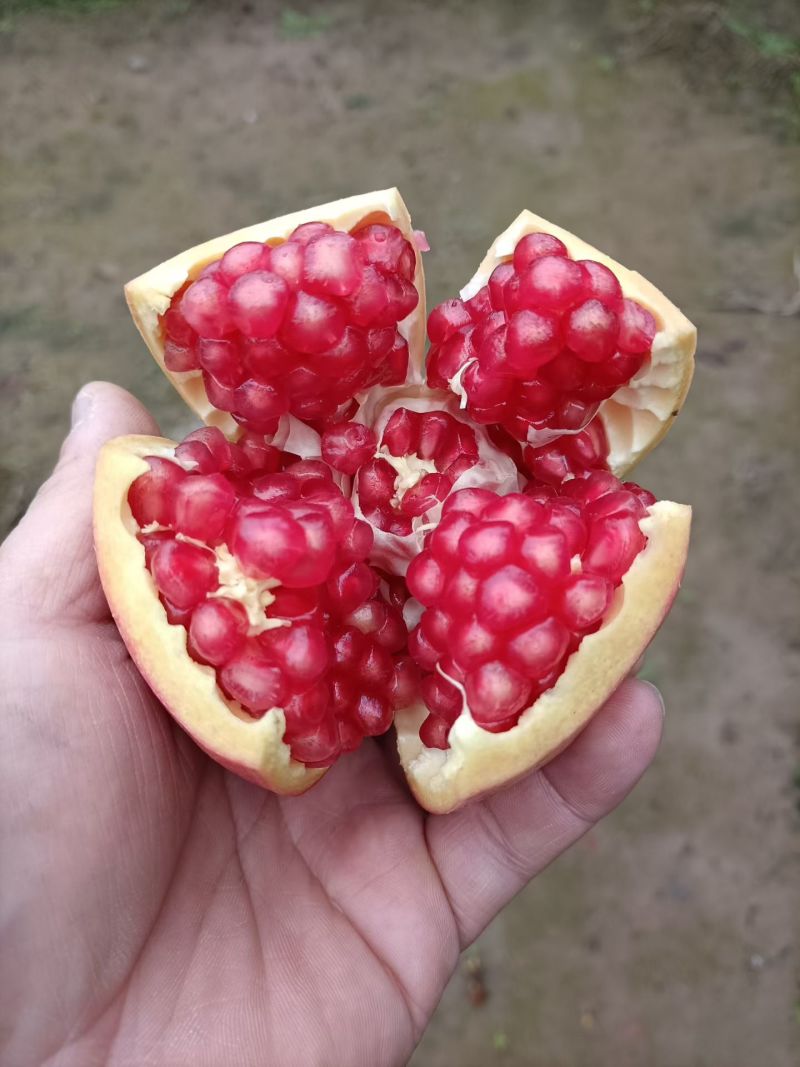 临潼石榴