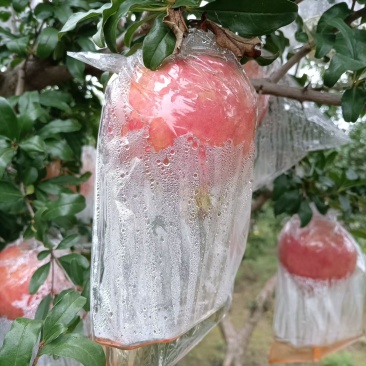 临潼石榴