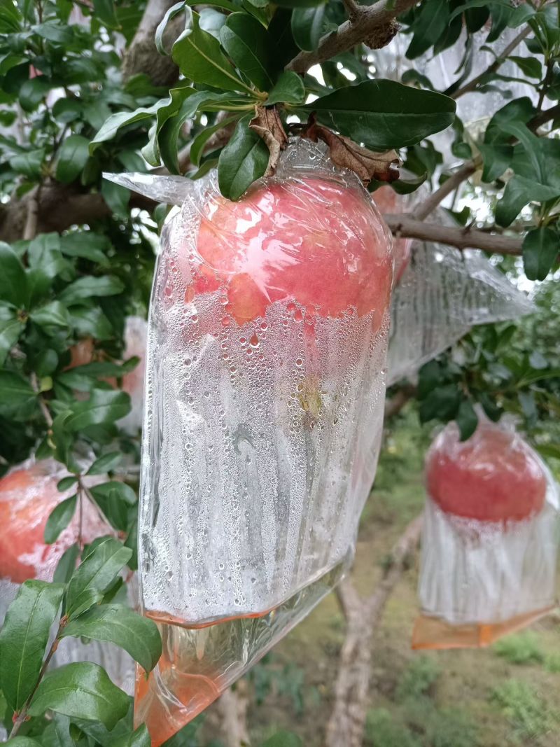临潼石榴