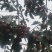 山楂