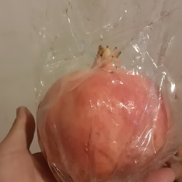 临潼石榴