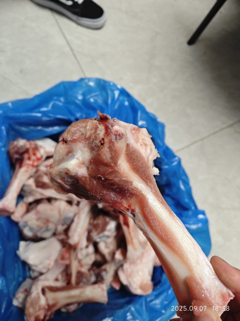 肘骨