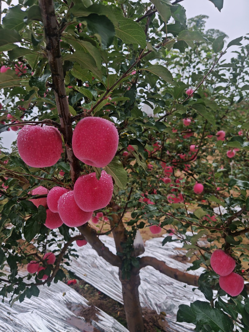 天水红富士苹果
