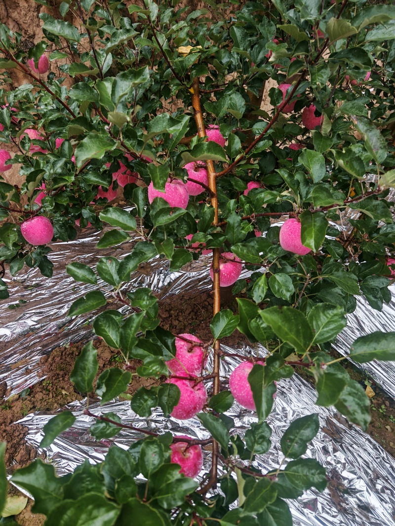 天水红富士苹果
