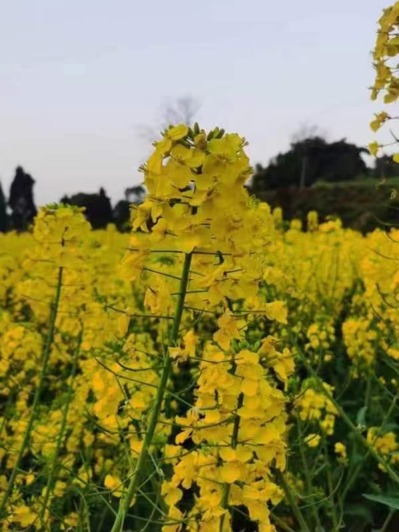 农家土蜂蜜