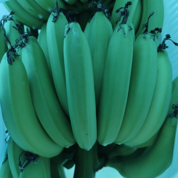 香蕉