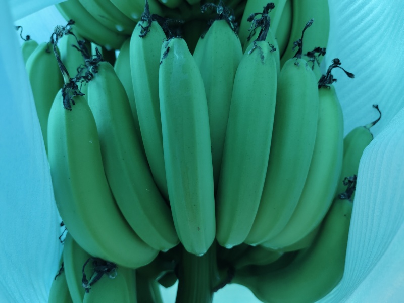 香蕉