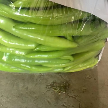 尖椒牛角椒黄皮尖椒绿皮尖椒视频看货包邮批发包装车东北暖棚菜