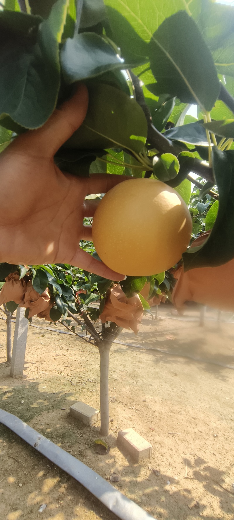 莱西秋月梨