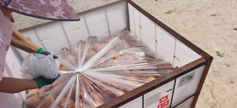 莱西秋月梨