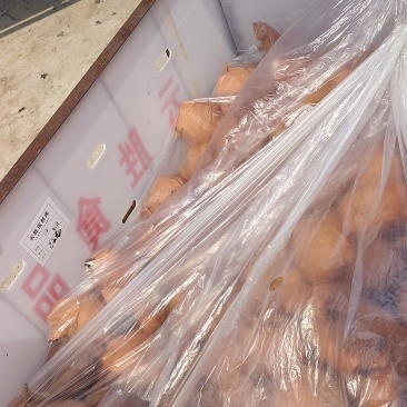 莱西秋月梨